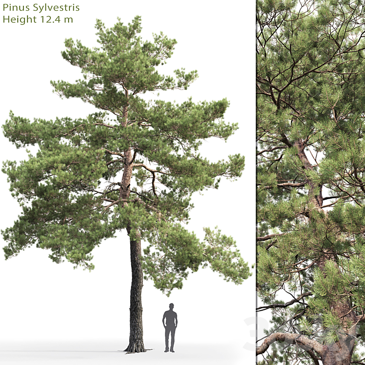 Pinus Sylvestris # 13 (12.4m) 3DS Max - thumbnail 1