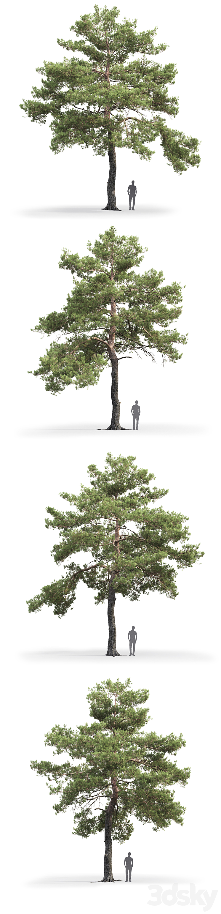 Pinus Sylvestris # 13 (12.4m) 3DS Max - thumbnail 2