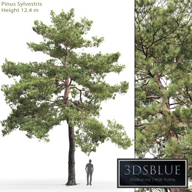 Pinus Sylvestris # 13 (12.4m) 3DS Max - thumbnail 3