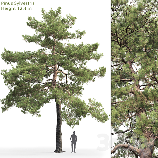 Pinus Sylvestris # 13 (12.4m) 3DSMax File - thumbnail 1