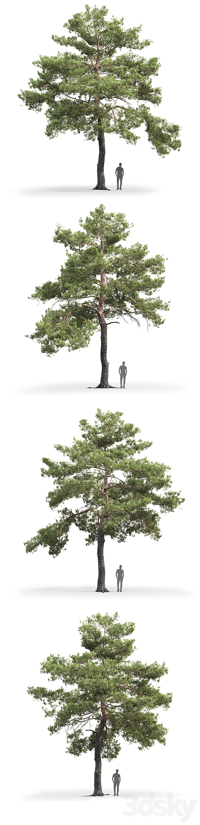 Pinus Sylvestris # 13 (12.4m) 3DSMax File - thumbnail 2