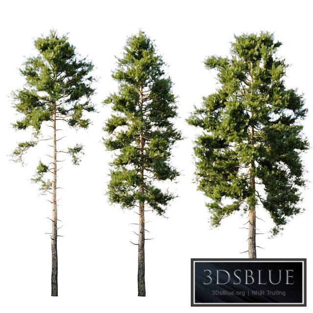 Pinus sylvestris 18m 3DS Max - thumbnail 3