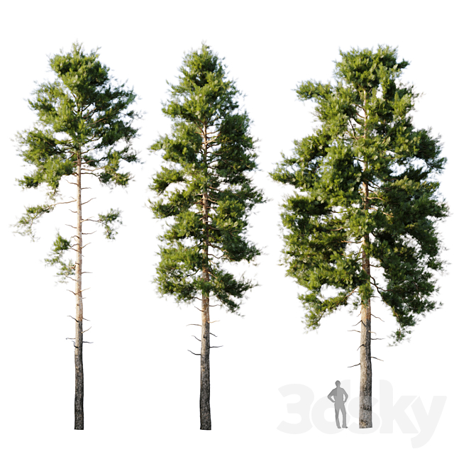 Pinus sylvestris 18m 3DSMax File - thumbnail 1