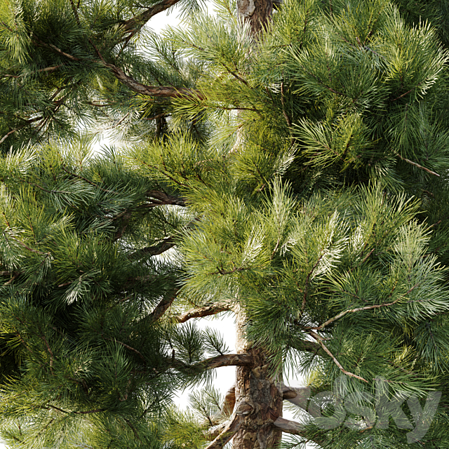 Pinus sylvestris 18m 3DSMax File - thumbnail 3