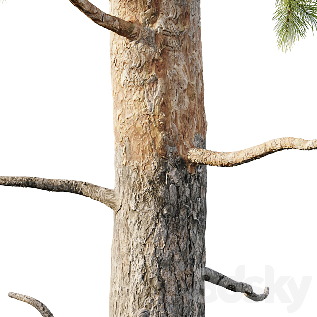 Pinus sylvestris 18m 3DSMax File - thumbnail 5