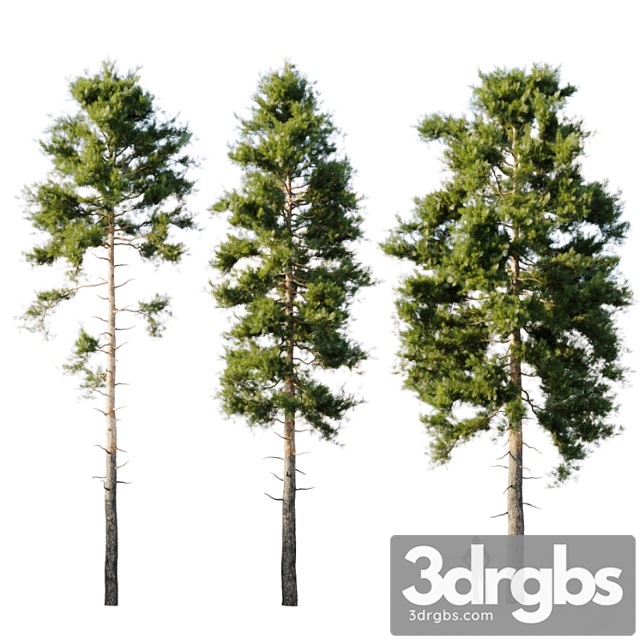 Pinus sylvestris 18m - thumbnail 1