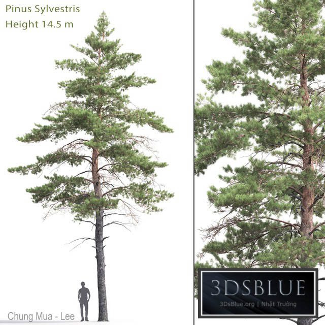 Pinus Sylvestris # 6 (14.5m) 3DS Max - thumbnail 3