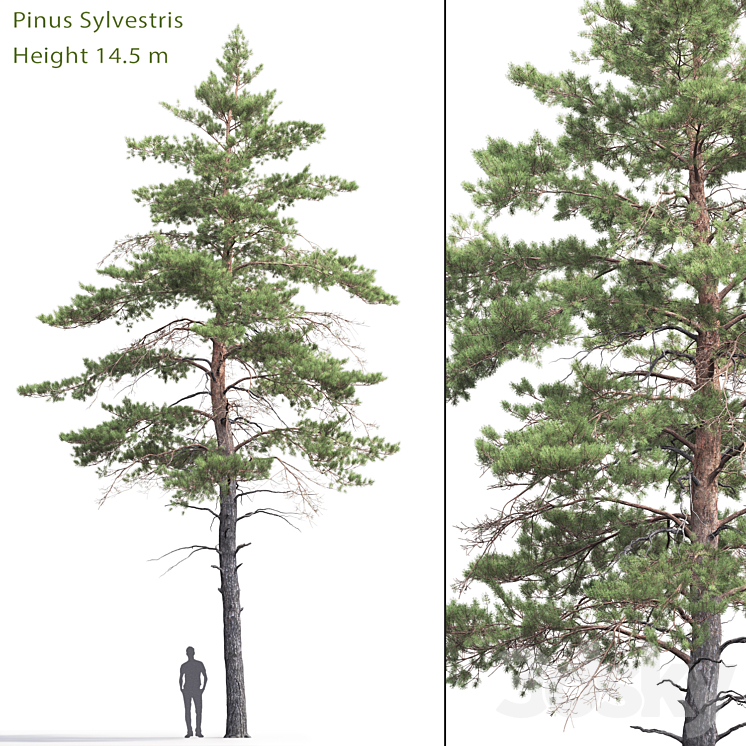 Pinus Sylvestris # 6 (14.5m) 3DS Max - thumbnail 1