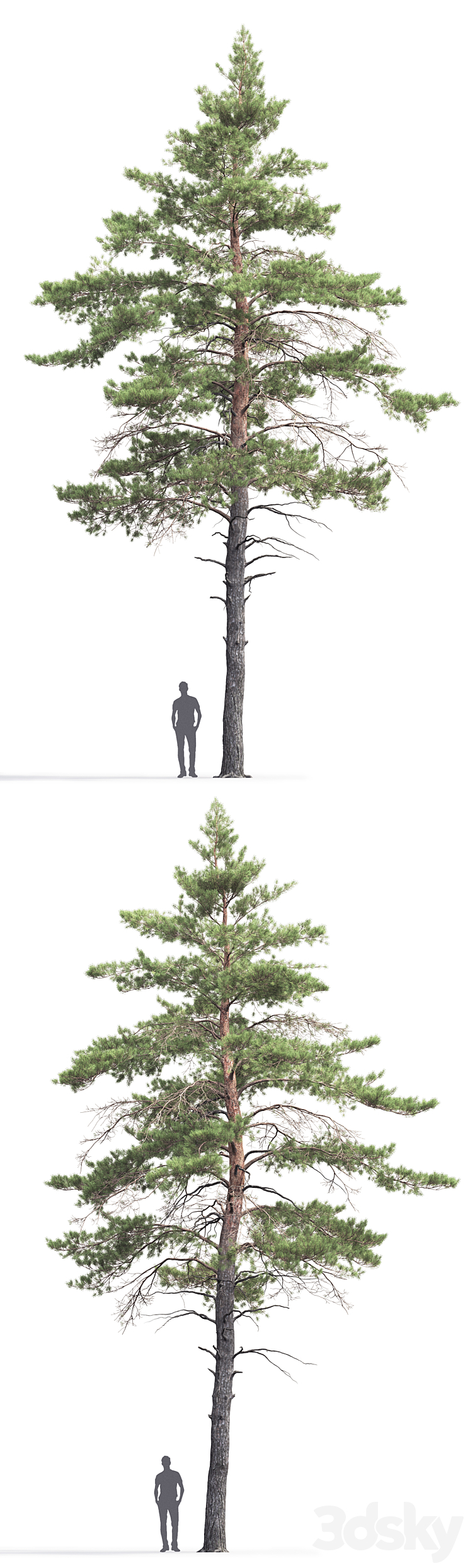 Pinus Sylvestris # 6 (14.5m) 3DS Max - thumbnail 2