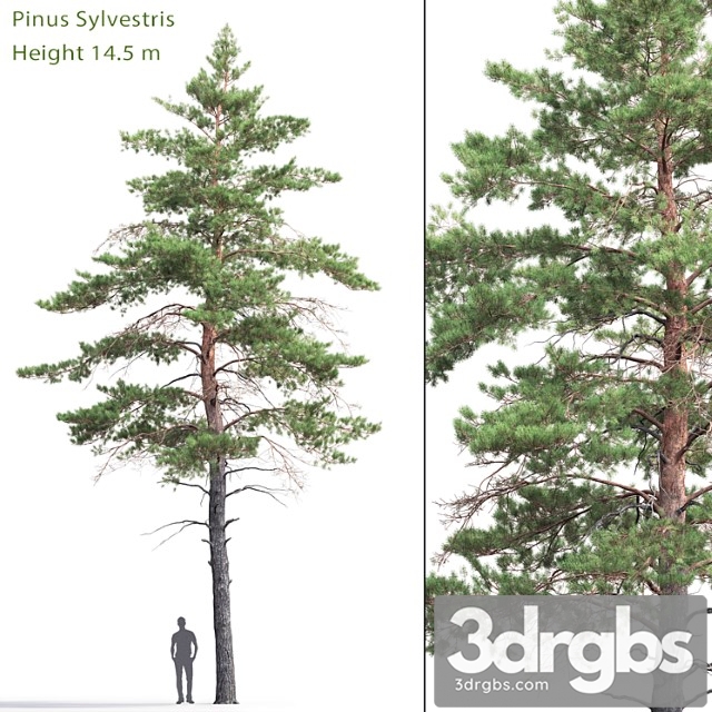 Pinus sylvestris _22 - thumbnail 1