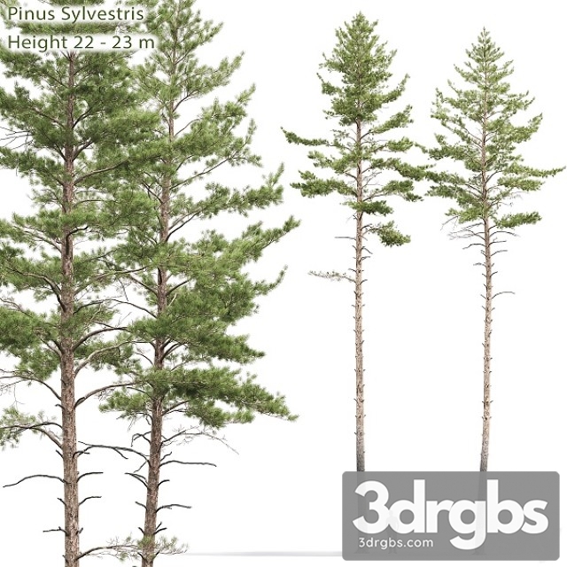 Pinus Sylvestris Tree 10 3dsmax Download - thumbnail 1