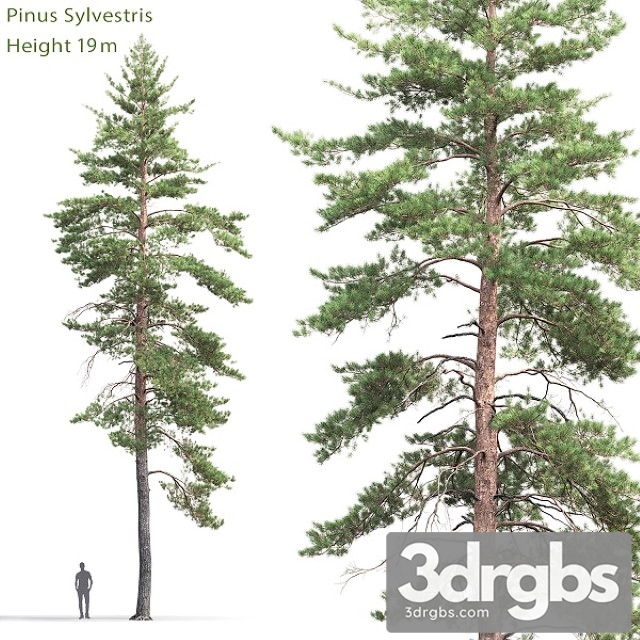 Pinus Sylvestris Tree 8 3dsmax Download - thumbnail 1