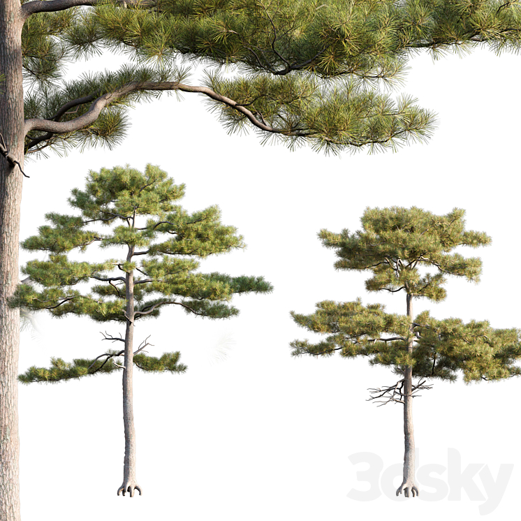 Pinus tabuliformis # 2 3DS Max Model - thumbnail 3