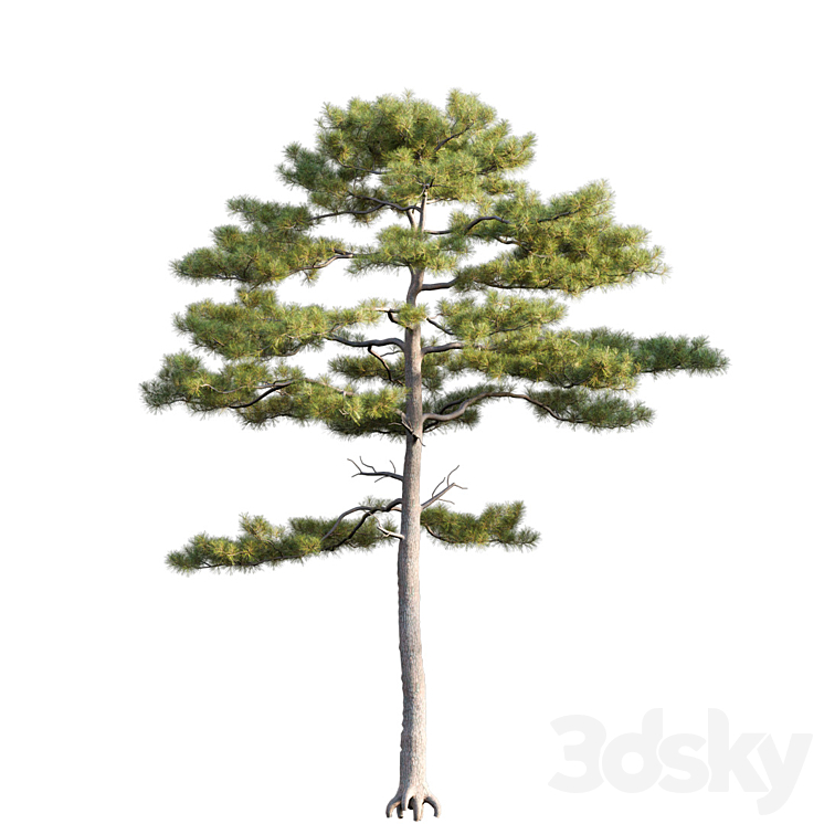 Pinus tabuliformis # 2 3DS Max - thumbnail 2