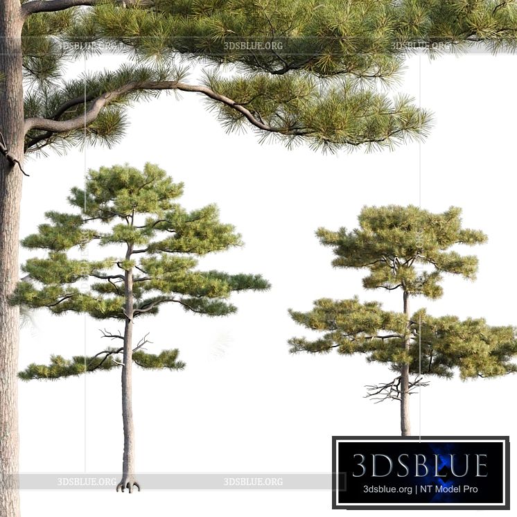 Pinus tabuliformis # 2 3DS Max - thumbnail 3