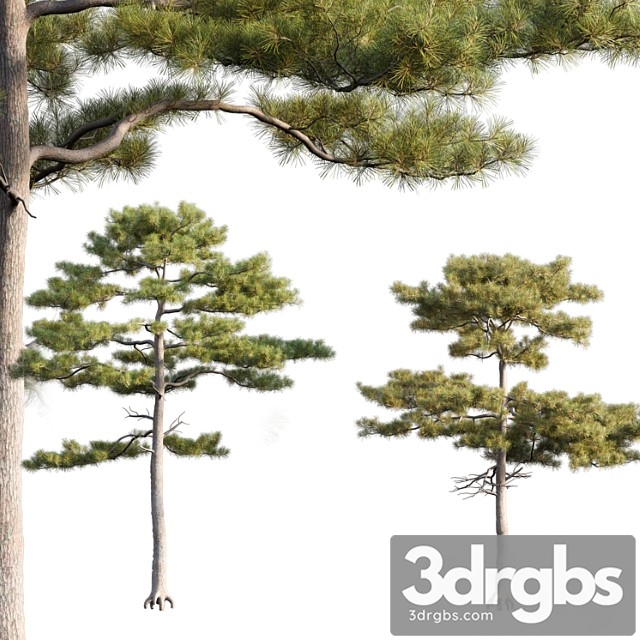 Pinus tabuliformis - thumbnail 1