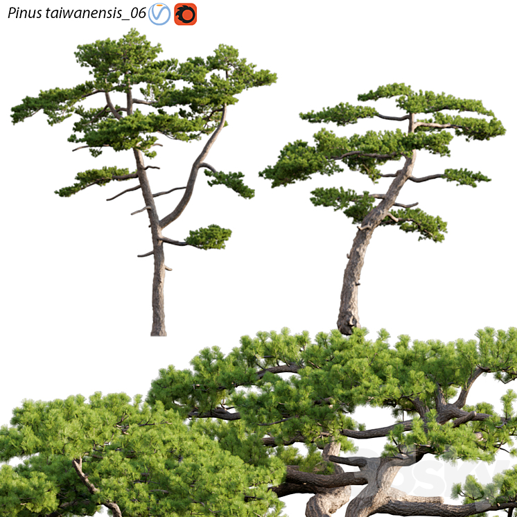 Pinus taiwanensis | Taiwan red pine | Pine | 06 3DS Max Model - thumbnail 1