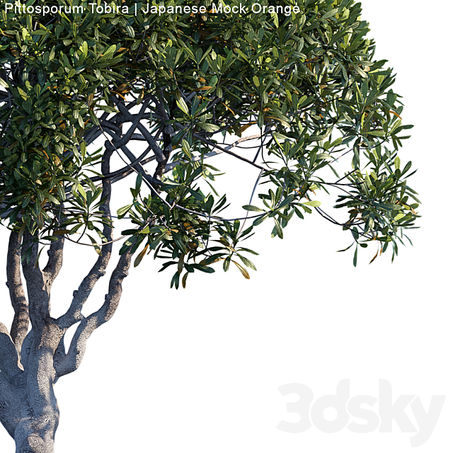 Pittosporum Tobira | Japanese Mock Orange 3DS Max Model - thumbnail 2