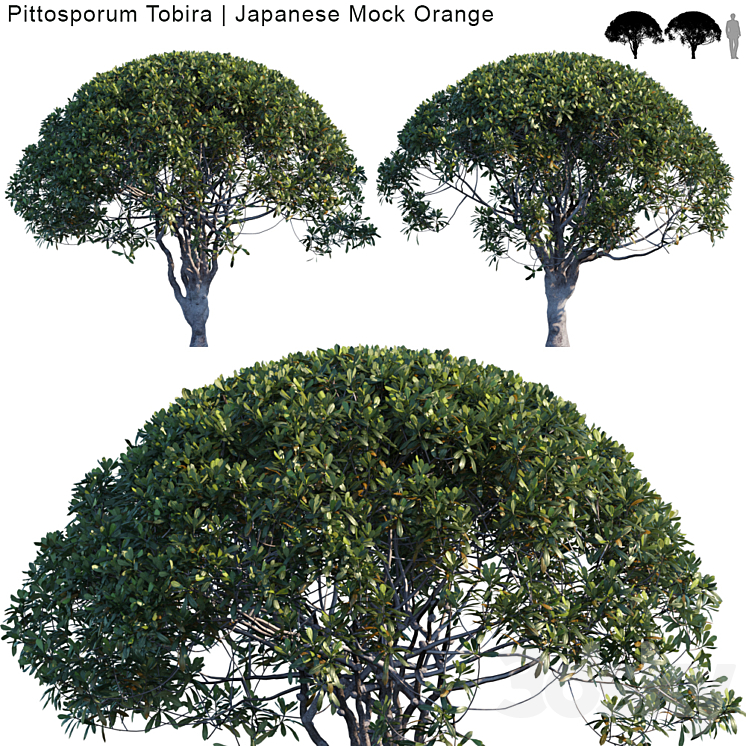 Pittosporum Tobira | Japanese Mock Orange var2 3DS Max - thumbnail 1