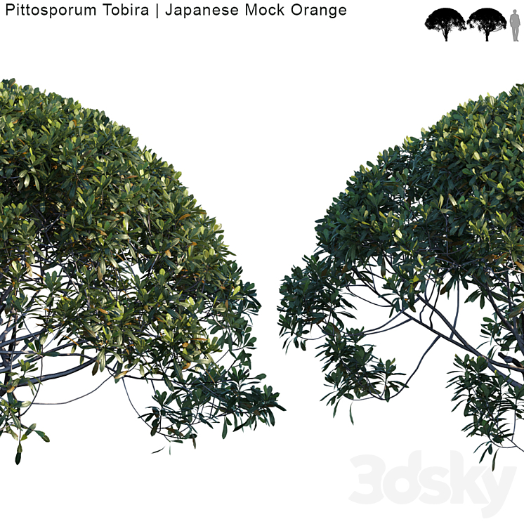 Pittosporum Tobira | Japanese Mock Orange var2 3DS Max - thumbnail 2