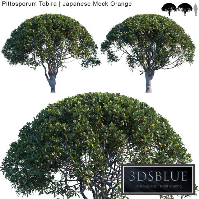 Pittosporum Tobira | Japanese Mock Orange var2 3DS Max - thumbnail 3