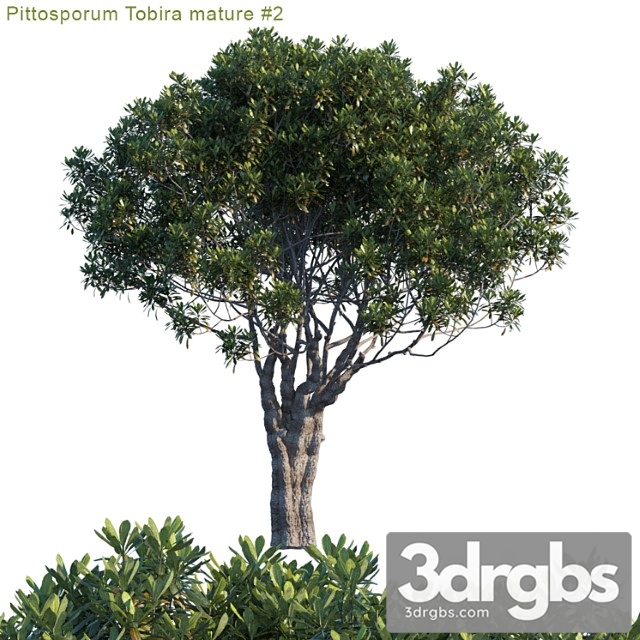 Pittosporum Tobira Mature 2 1 3dsmax Download - thumbnail 1