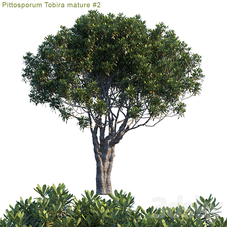 Pittosporum Tobira mature # 2 3DS Max - thumbnail 1