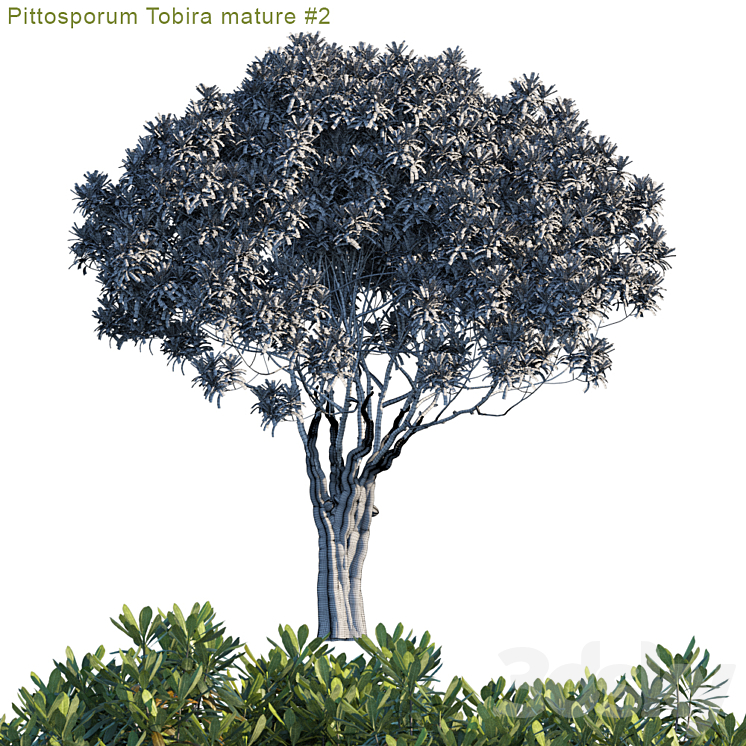 Pittosporum Tobira mature # 2 3DS Max - thumbnail 2