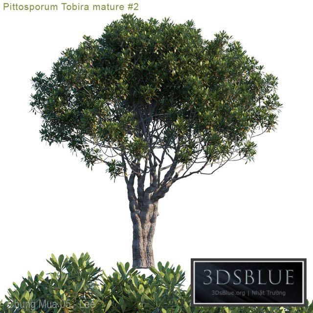 Pittosporum Tobira mature # 2 3DS Max - thumbnail 3