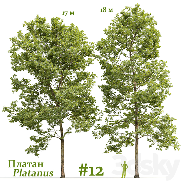 Plane-tree _ Sycamore _ Platanus #12 3ds Max - thumbnail 1