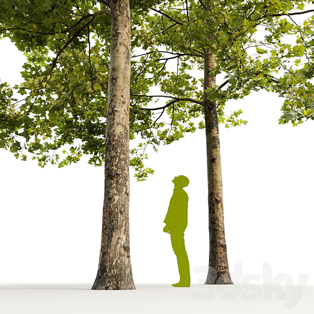 Plane-tree _ Sycamore _ Platanus #12 3ds Max - thumbnail 2