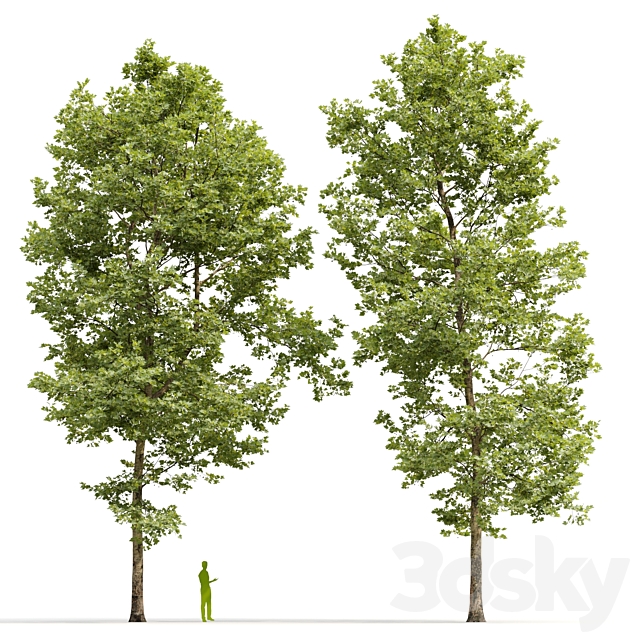 Plane-tree _ Sycamore _ Platanus #12 3ds Max - thumbnail 3