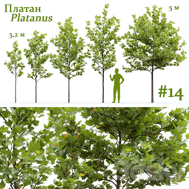 Plane-tree _ Sycamore _ Platanus #14 3ds Max - thumbnail 1