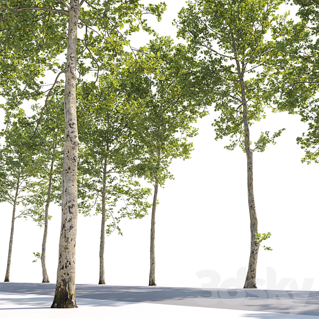 Plane-tree _ Sycamore _ Platanus #17 3DS Max Model - thumbnail 2