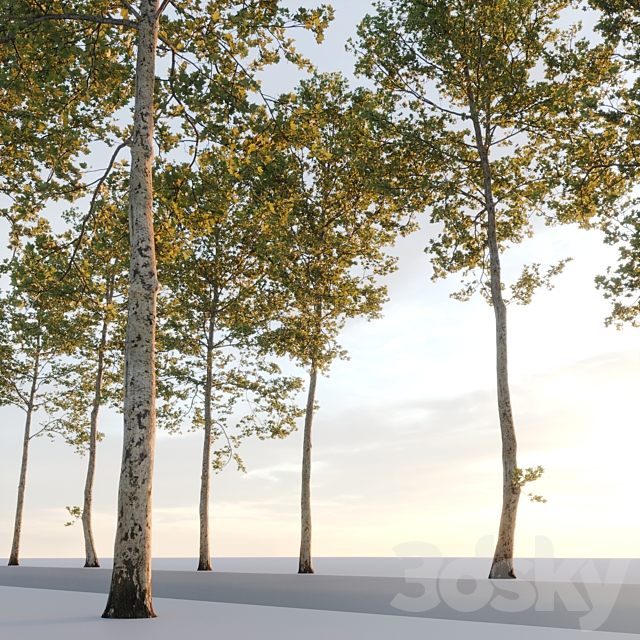 Plane-tree _ Sycamore _ Platanus #17 3DS Max Model - thumbnail 3