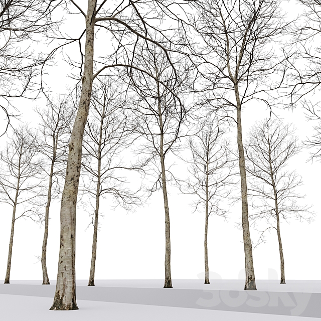 Plane-tree _ Sycamore _ Platanus #17 3DS Max Model - thumbnail 4