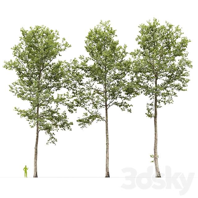 Plane-tree _ Sycamore _ Platanus #17 3DS Max Model - thumbnail 5