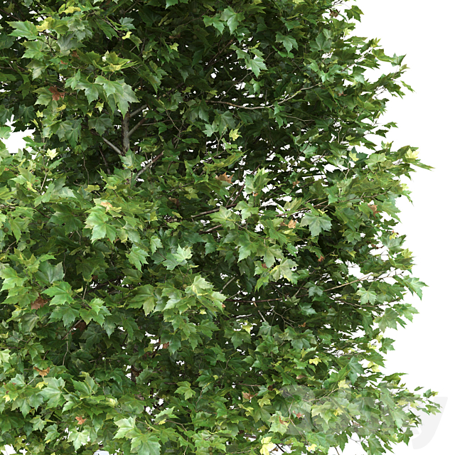 Plane-tree _ Sycamore _ Platanus #2 3DS Max Model - thumbnail 2