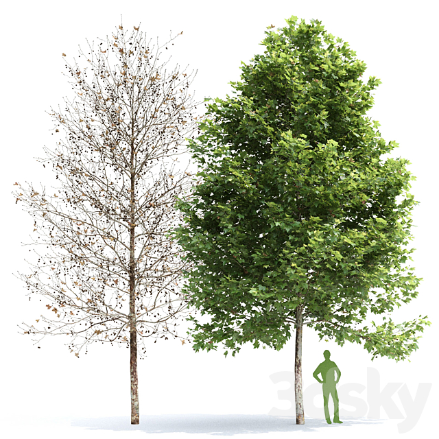 Plane-tree _ Sycamore _ Platanus #2 3DS Max Model - thumbnail 3