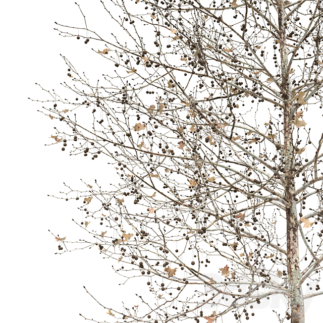 Plane-tree _ Sycamore _ Platanus #2 3DS Max Model - thumbnail 4