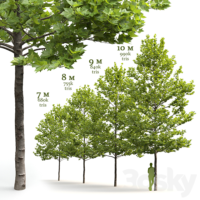 Plane-tree _ Sycamore _ Platanus acerifolia #4 3ds Max - thumbnail 2