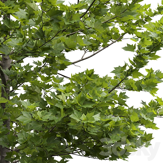 Plane-tree _ Sycamore _ Platanus acerifolia #4 3ds Max - thumbnail 3