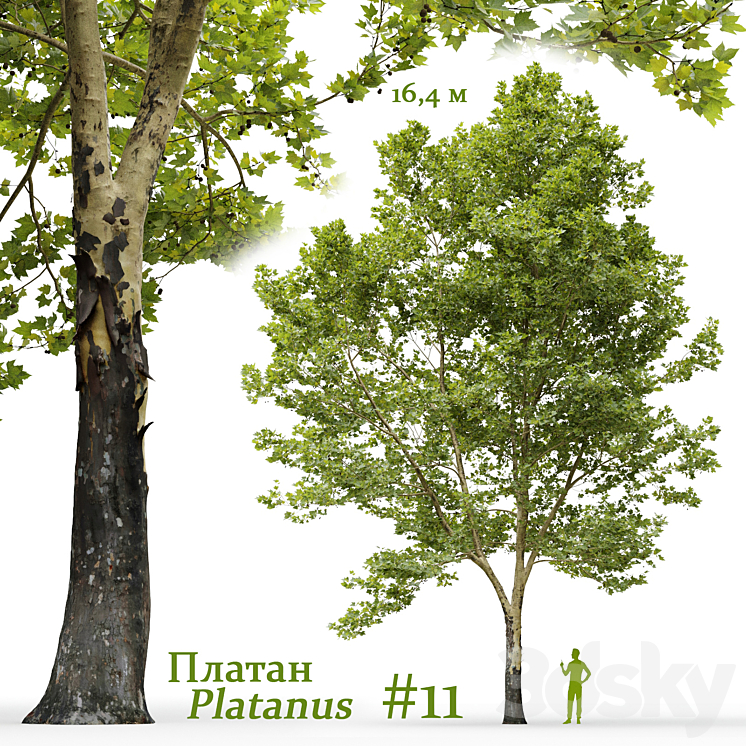 Plane-tree \/ Sycamore \/ Platanus #11 3DS Max Model - thumbnail 1