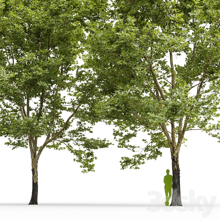 Plane-tree \/ Sycamore \/ Platanus #11 3DS Max Model - thumbnail 2