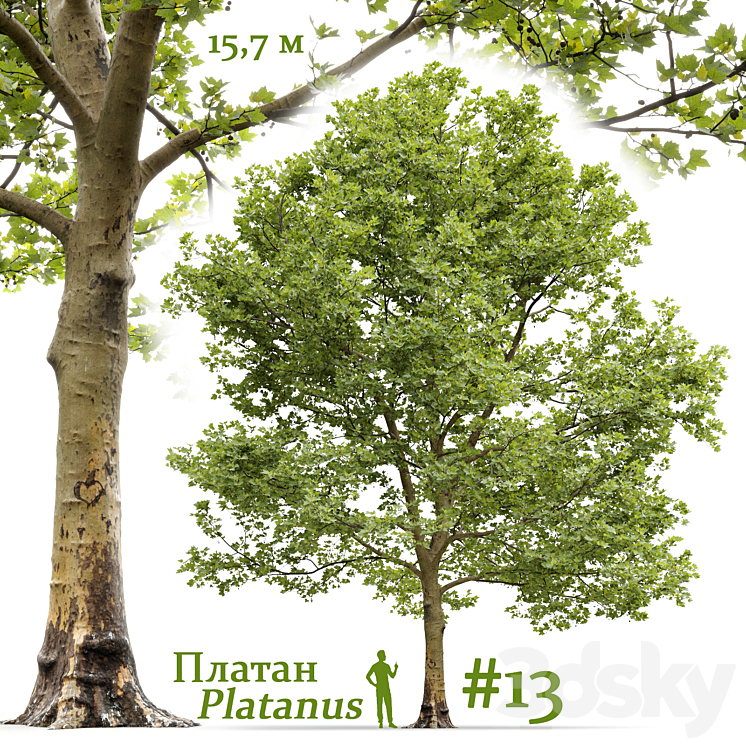 Plane-tree \/ Sycamore \/ Platanus #13 3DS Max Model - thumbnail 1