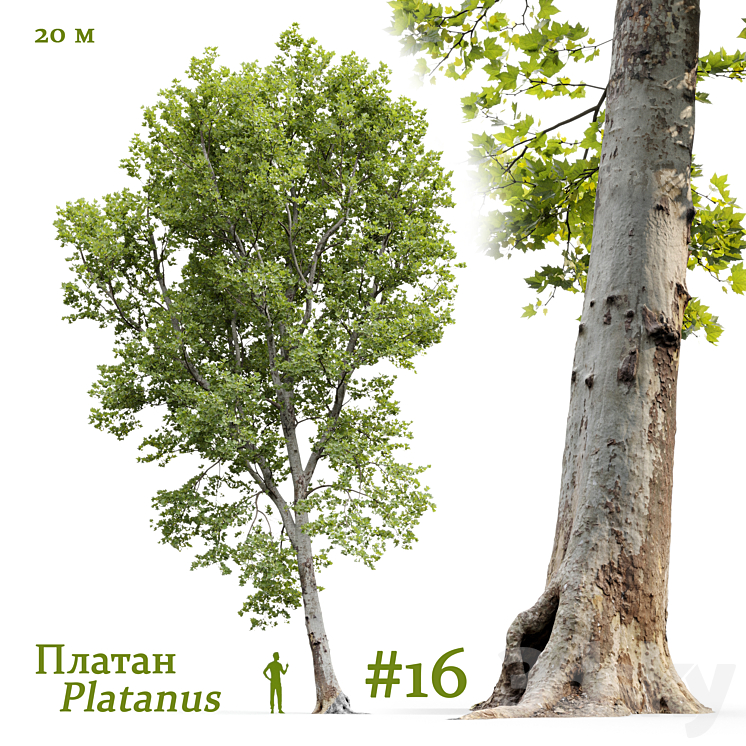 Plane-tree \/ Sycamore \/ Platanus #16 3DS Max Model - thumbnail 1