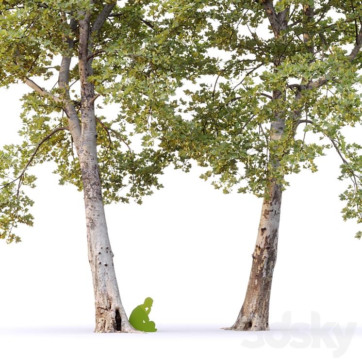 Plane-tree \/ Sycamore \/ Platanus #16 3DS Max Model - thumbnail 2