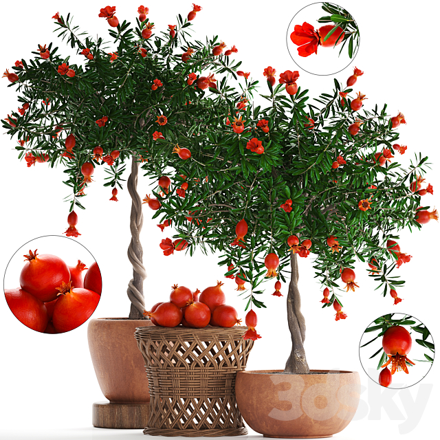 Plant Collection 264. Pomegranate tree with fruits. blooming. rattan table. flowerpot. outdoor. clay. clinker. eco design. natural materials 3DSMax File - thumbnail 1