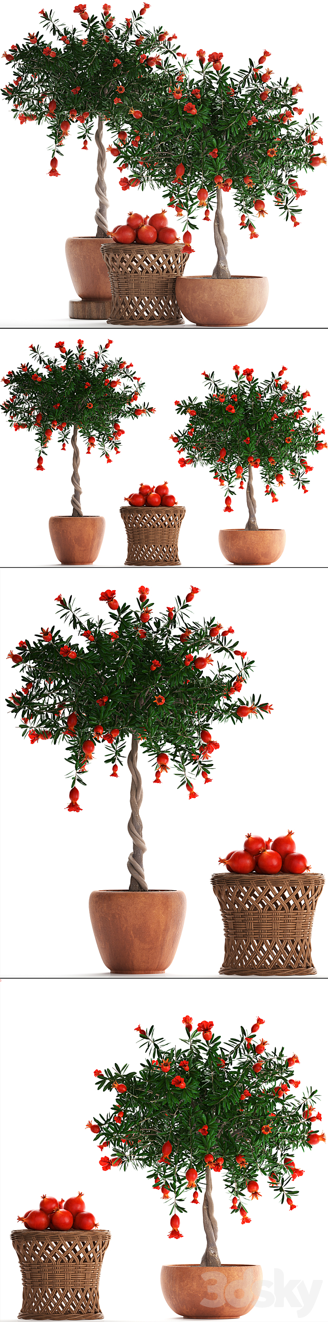 Plant Collection 264. Pomegranate tree with fruits. blooming. rattan table. flowerpot. outdoor. clay. clinker. eco design. natural materials 3DSMax File - thumbnail 2