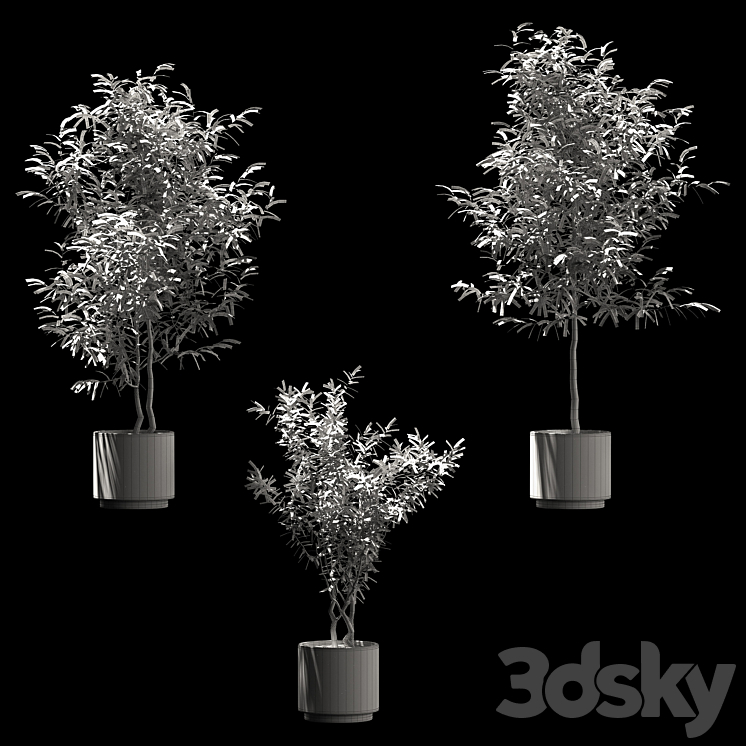 Plants in wooden pots. 3 models 3DS Max - thumbnail 2